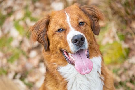 labernard|St. Bernard Lab Mix Breed: The Labernard Complete Guide